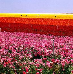 《尘埃异变》将于本月移植到任天堂Switch平台